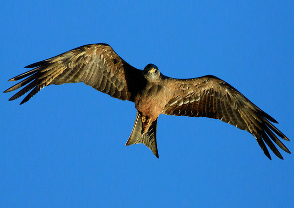 Falcon Wings