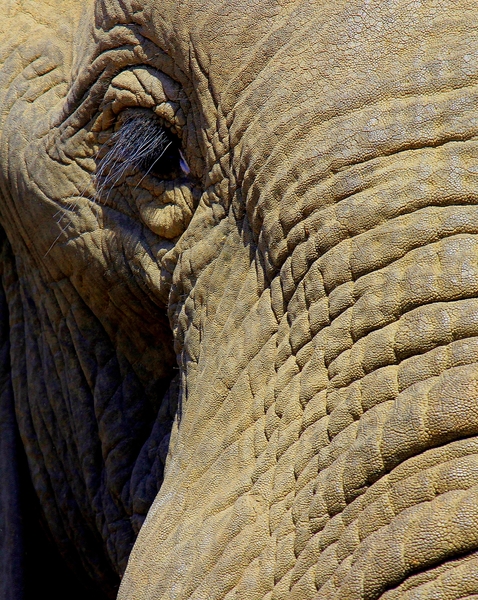 African Elephant (Trunk 