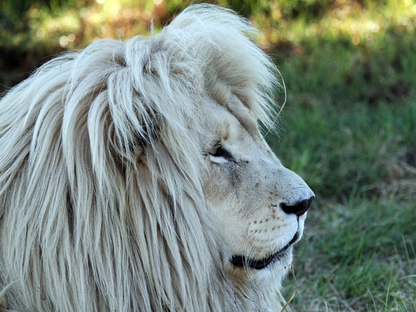 White Lion Male  1