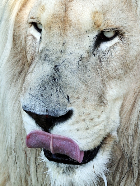 White Lion Close-ups 5