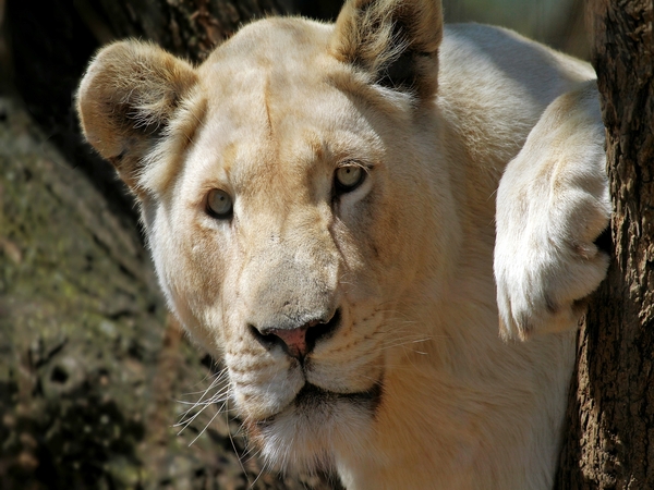 White Lion female 4