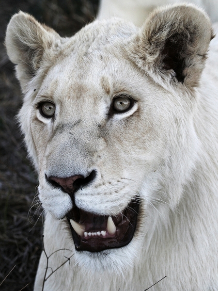 White Lion Close-ups 3