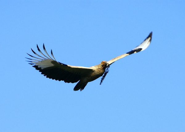 Scarce Palmnut Vulture 2