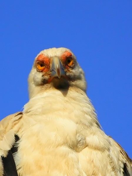 Scarce Palmnut  (Fish-eagle) V
