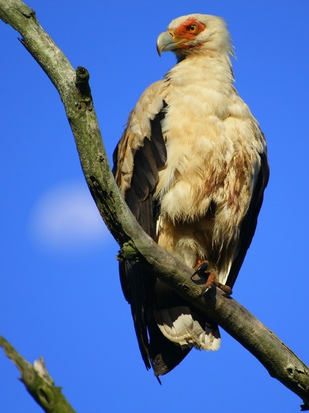 Scarce Palmnut  (Fish-eagle) V
