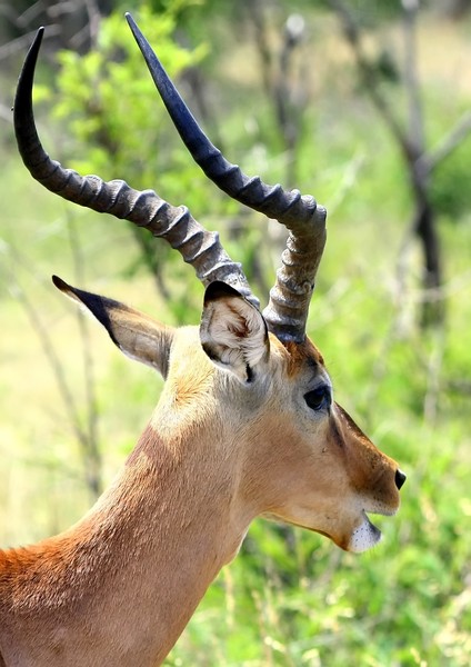 African Impala Ram (male rooib
