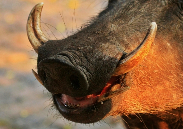 Warthog Close-ups 3