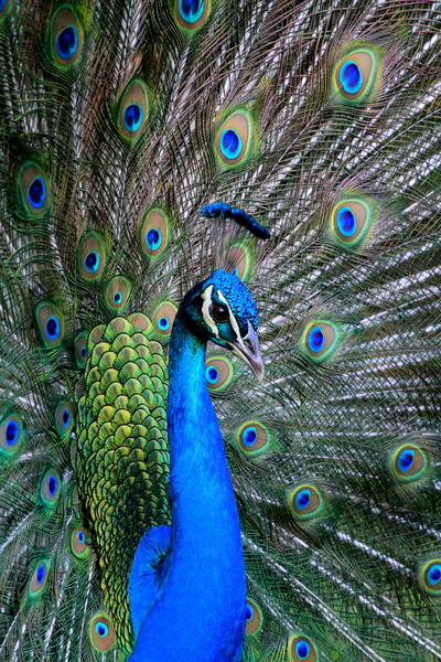 Peacock Close-up 2