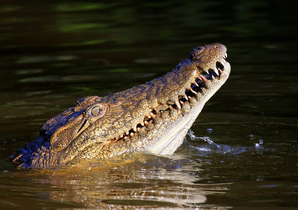 Nile Crocodile 1