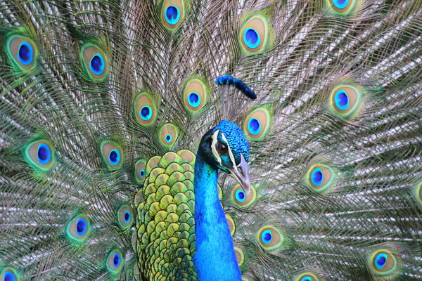 Peacock Close-up 4