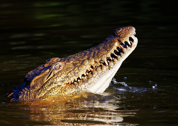 Nile Crocodile 4