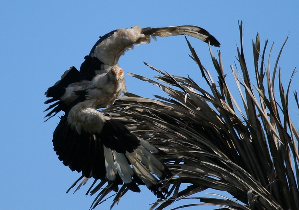African Palmnut Vulture in Fli