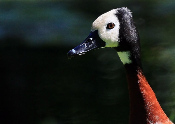 White Faced Duck 2