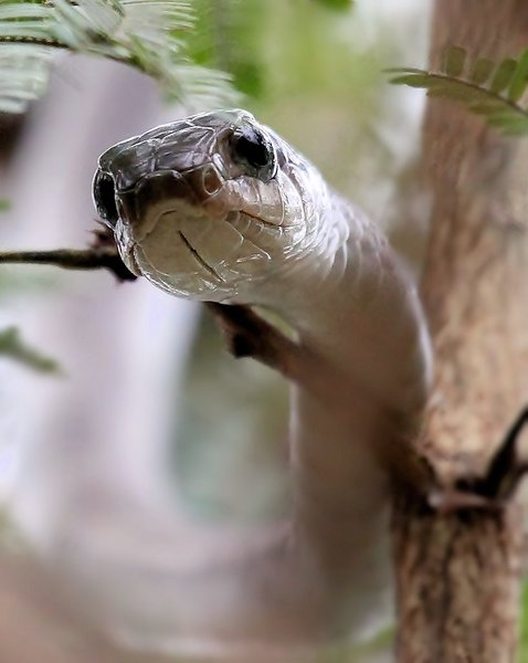  African Tree Snake (Boomslang