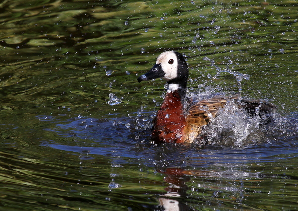 Duck Landing 3