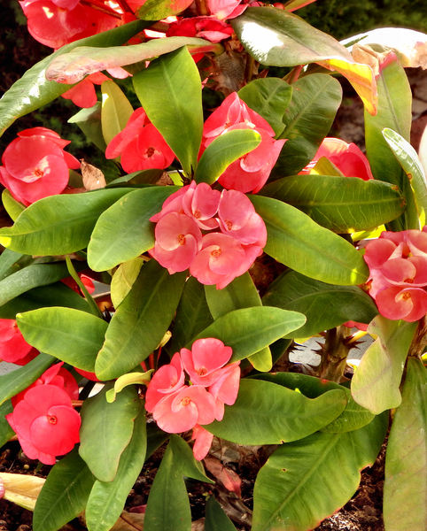flowering thornbush1