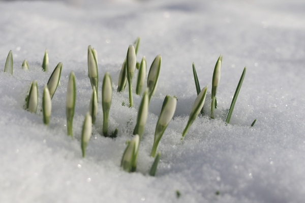 Snowdrops in snow: Snowdrops breaking through the snow