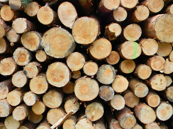 Wood pile 3