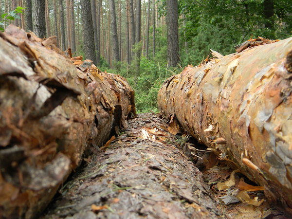 Wood pile 5