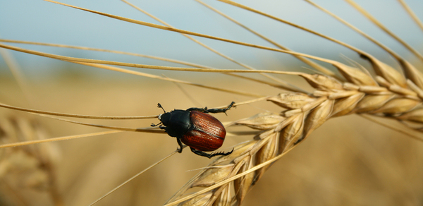 bug in the wheat 1