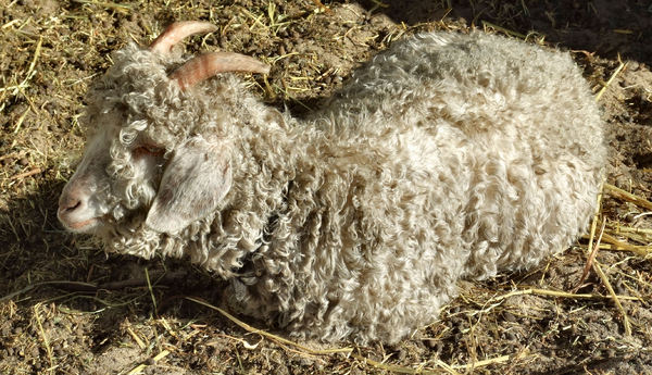 resting curly angora goat2