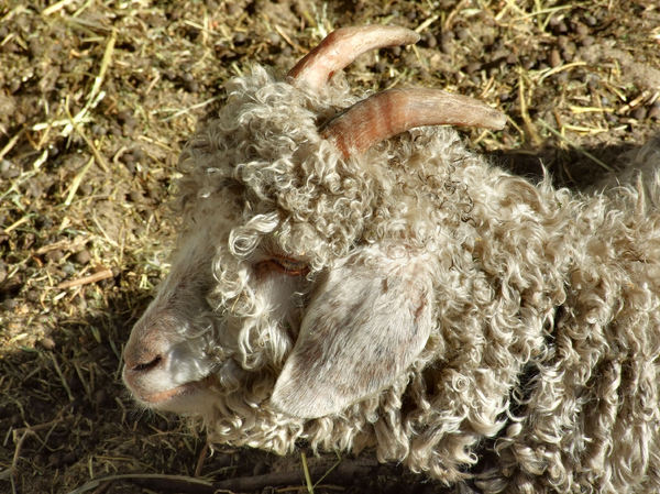 resting curly angora goat3