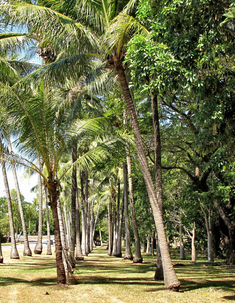 palm tree avenue1