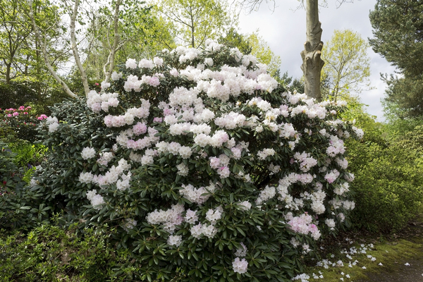 Rhododendron woodland