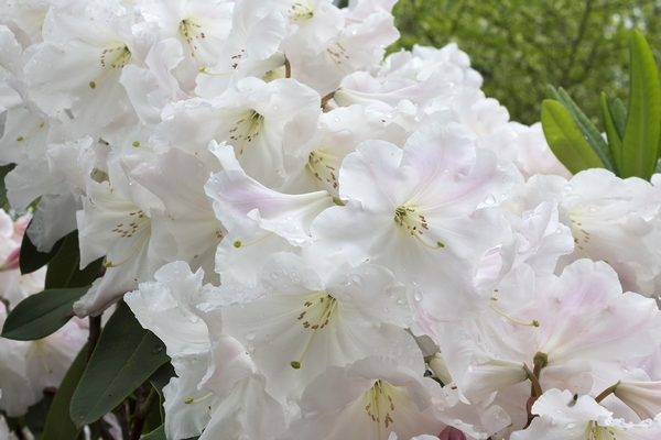 Rhododendron flowers with rain