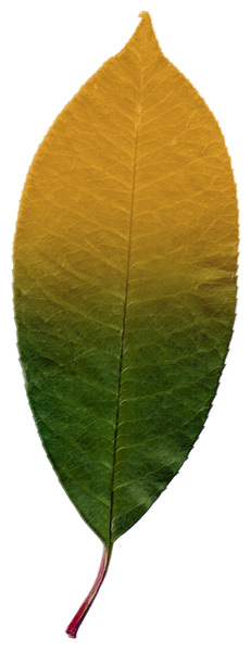 Pastel Leaf 5