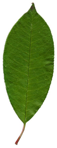 Pastel Leaf 1