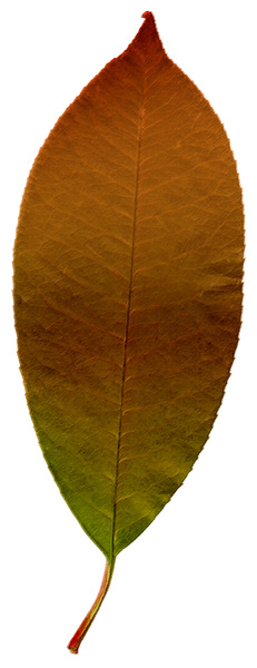 Pastel Leaf 3