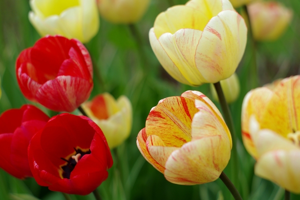 Multicolour tulips