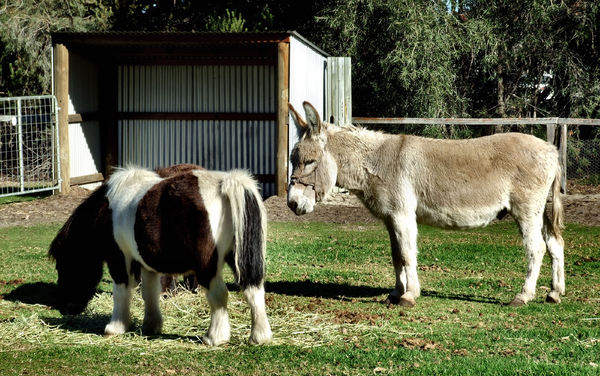 donkey & ponies2