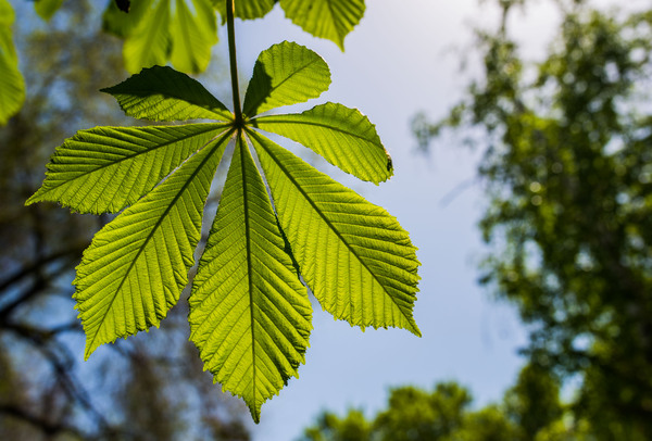 green chestnut leaf: macro green chestnut foliage background