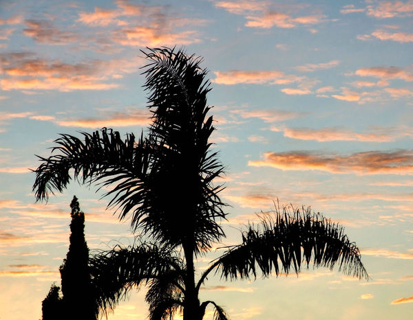 palm tree silhouette1
