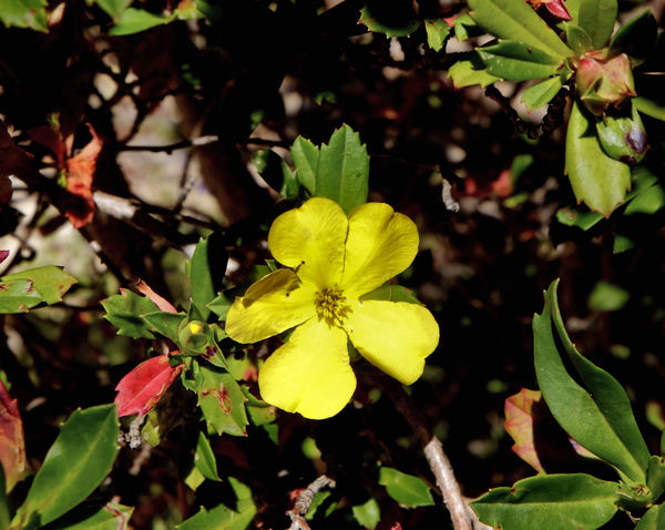 yellow flowered bush1