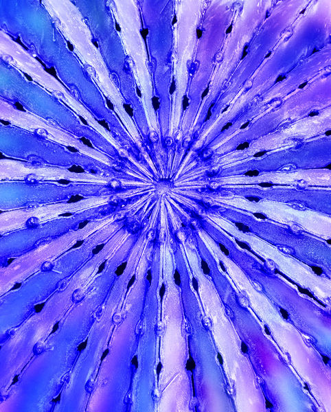 blue steel petals
