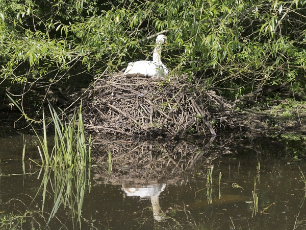 Nesting swan