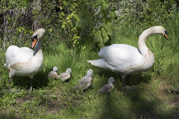 Swans and cygnets