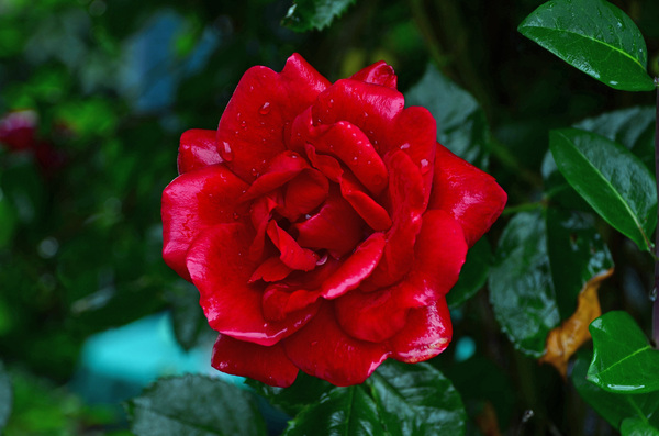 rain rose