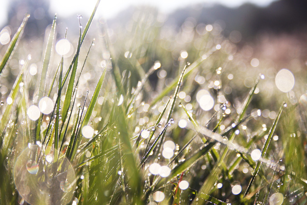 Grass in morning dew