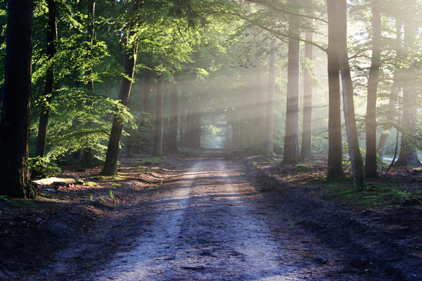 Enlight my path: Dusty road in the forrest, lightend by the early sun.