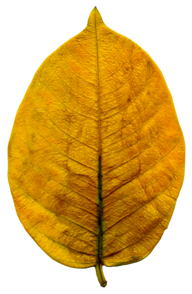 Yellow Leaf