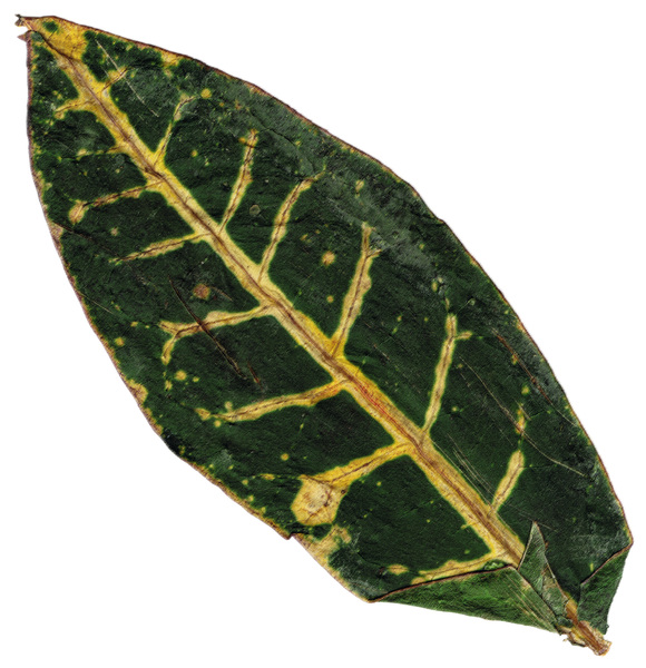 Grunge Leaf