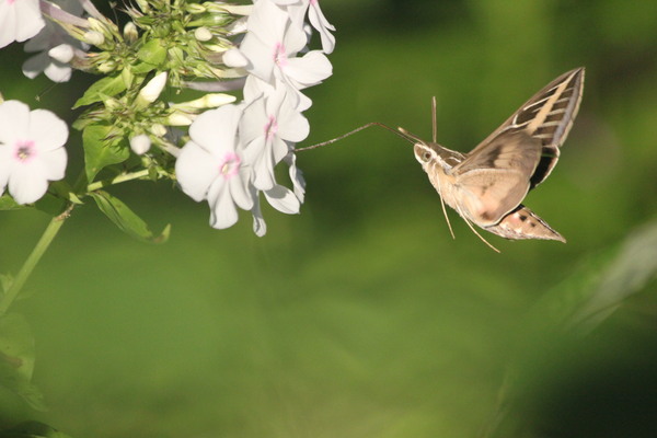 humming bird moth