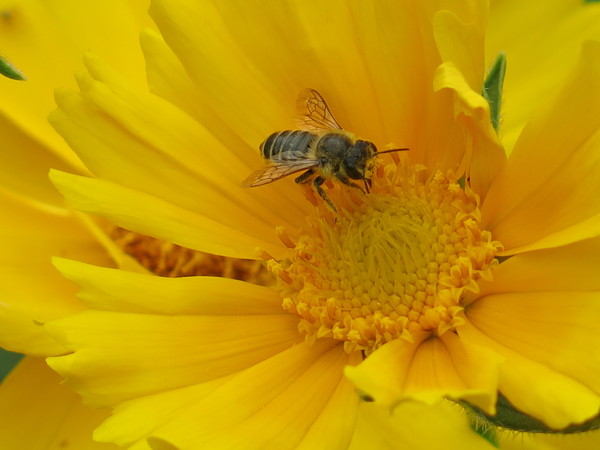 bee and yellow flower 2