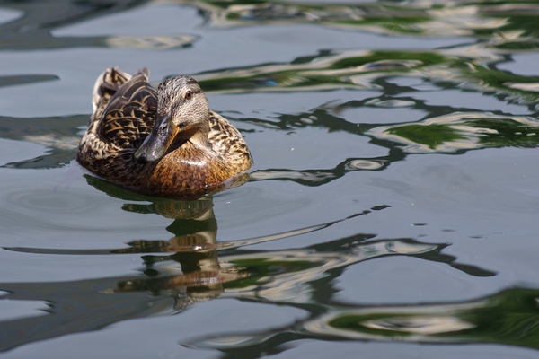 Female duck in water