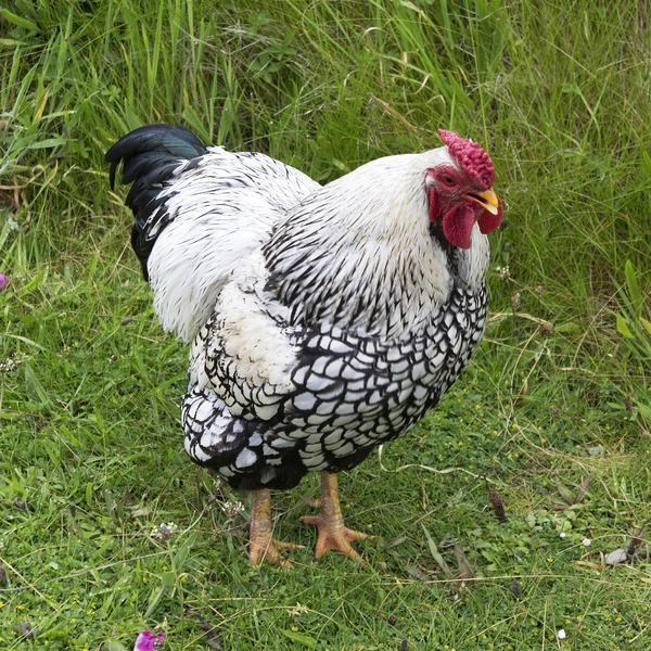 Cock crowing