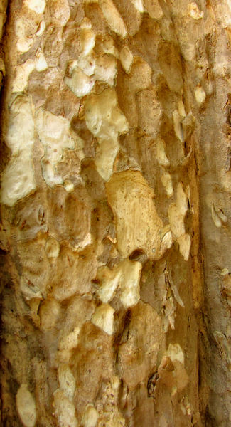 cambodian tree bark4